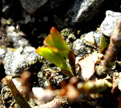 Salix herbacea